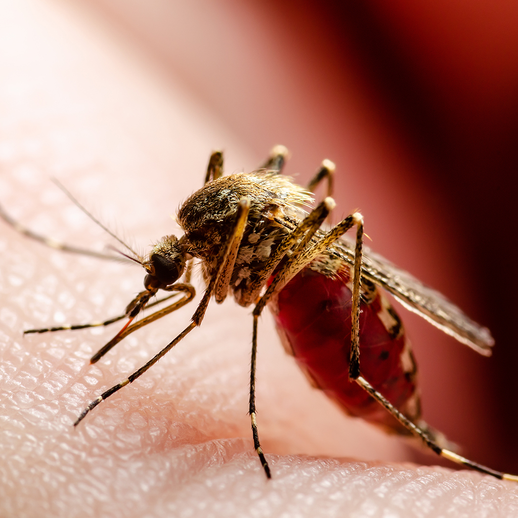 What is the West Nile Virus and how it manifests