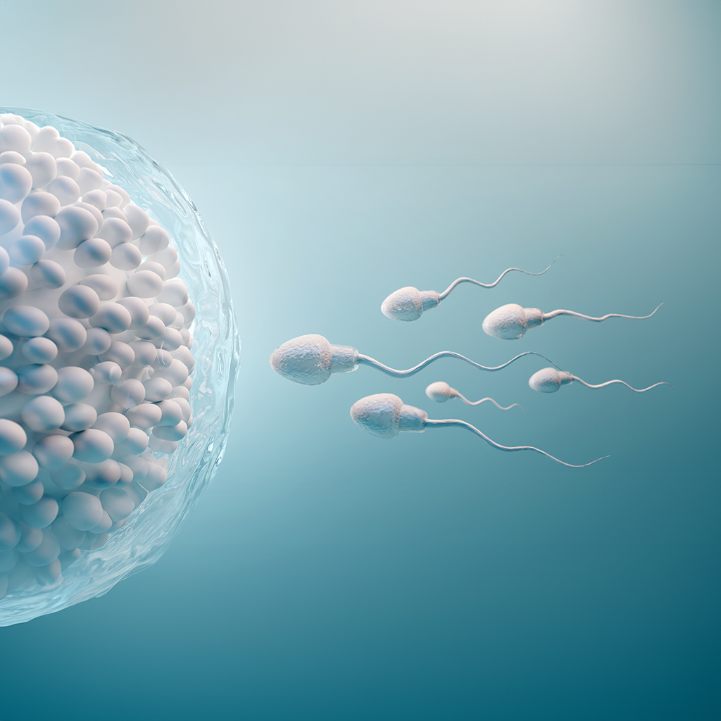 Homologous IVF: who can access it and how it works