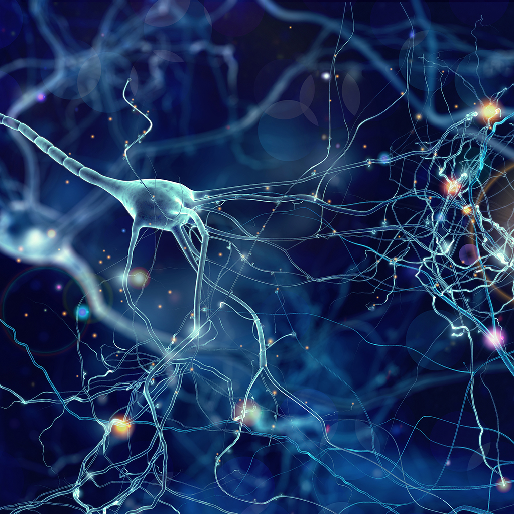 Descoperire: celula cerebrală care reglează deciziile